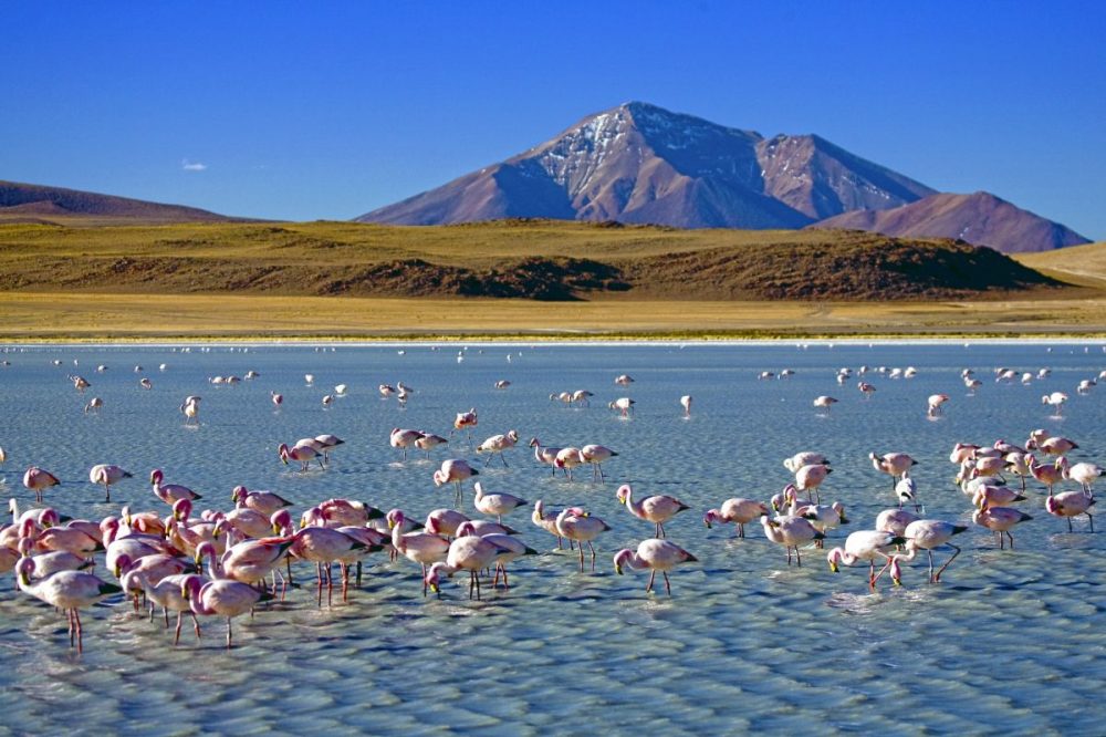 DIAMIR Erlebnisreisen - Bolivien - Zu den Ursprüngen Südamerikas