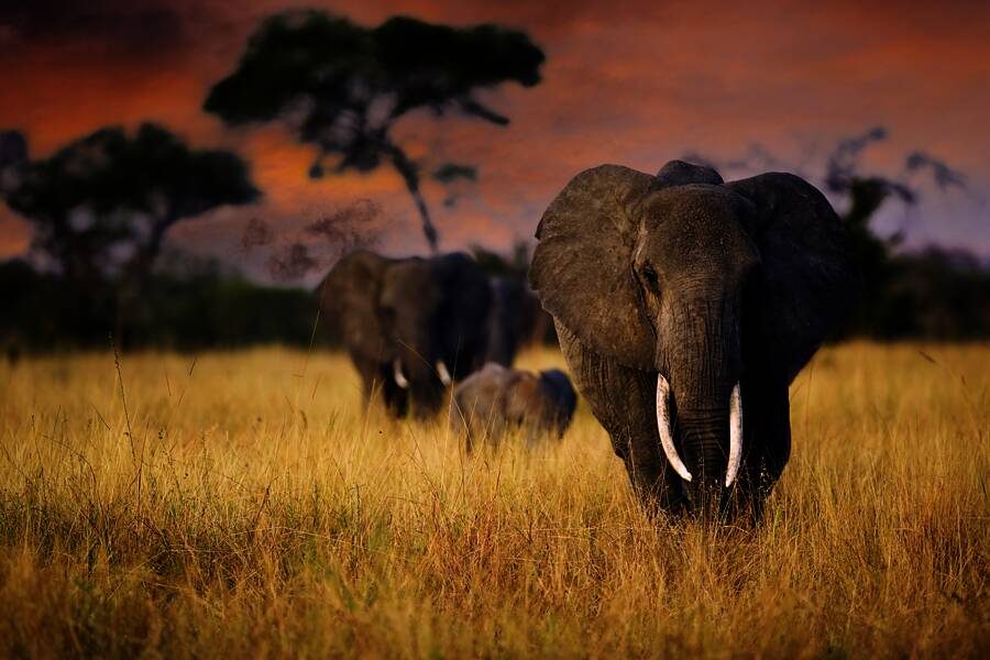 Marco Polo Reisen - Tansania mit Verlängerung Sansibar - Auf den Spuren der Big Five