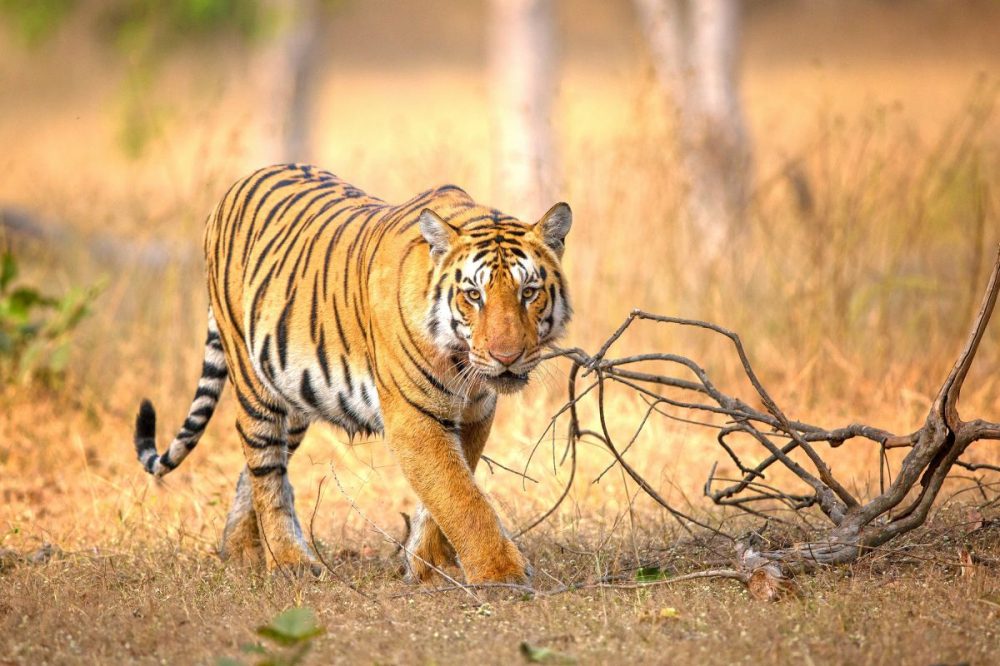 DIAMIR Erlebnisreisen - Indien I Der Norden und Goa - Tiger, Taj und Traumstrand
