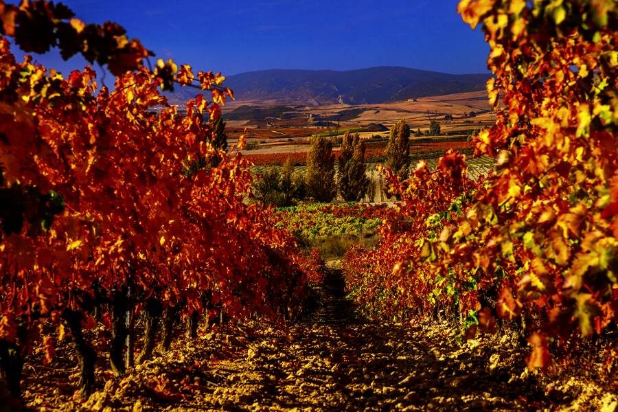 Studiosus - Spanien - Wein & Kunst in der Rioja