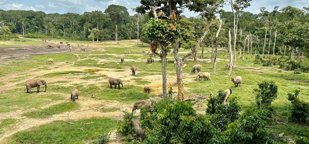 Lernidee Erlebnisreisen - Vorreise: Dzanga Sangha Nationalpark - Ein Paradies der Artenvielfalt Brazzaville – Ouesso (2025)