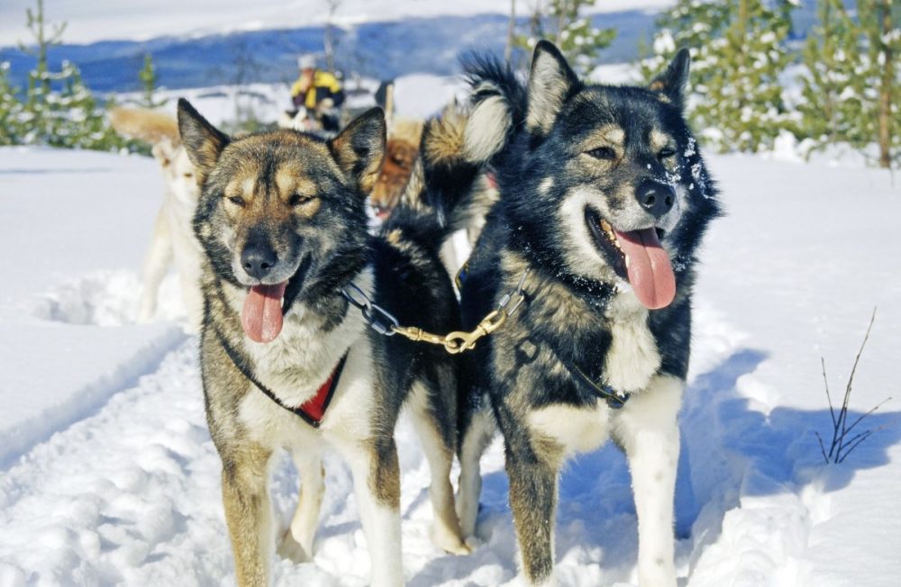 DIAMIR Erlebnisreisen - Schweden | Mittelschweden - Husky-Sterntouren im Hochfjäll