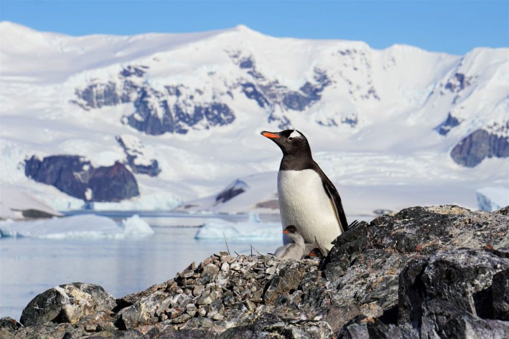 DIAMIR Erlebnisreisen - Antarktis - Im Reich der Pinguine