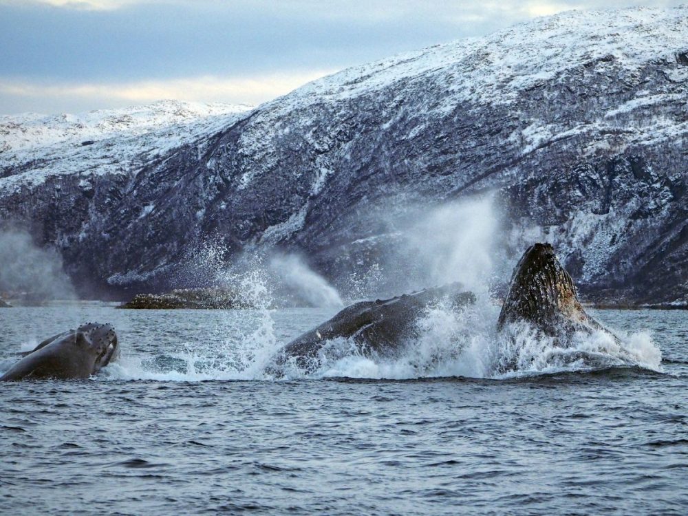 DIAMIR Erlebnisreisen - Norwegen - Orcas und Buckelwale unter Nordlichtern