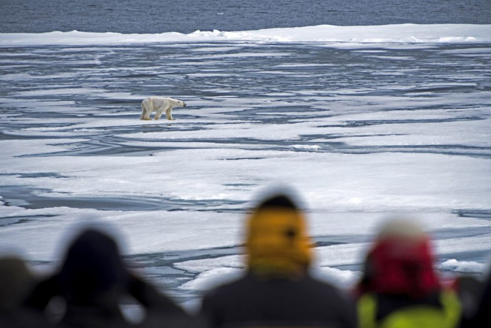 DIAMIR Erlebnisreisen - Spitzbergen - Im Eisbärland