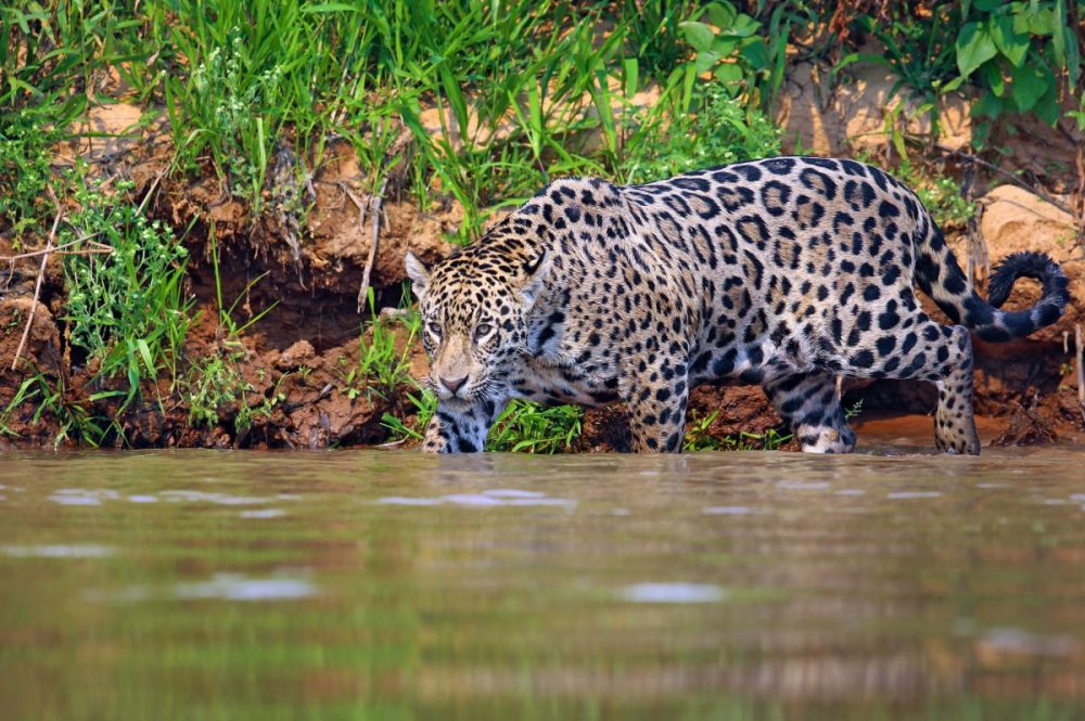 DIAMIR Erlebnisreisen - Brasilien | Pantanal - Im Reich des Jaguars