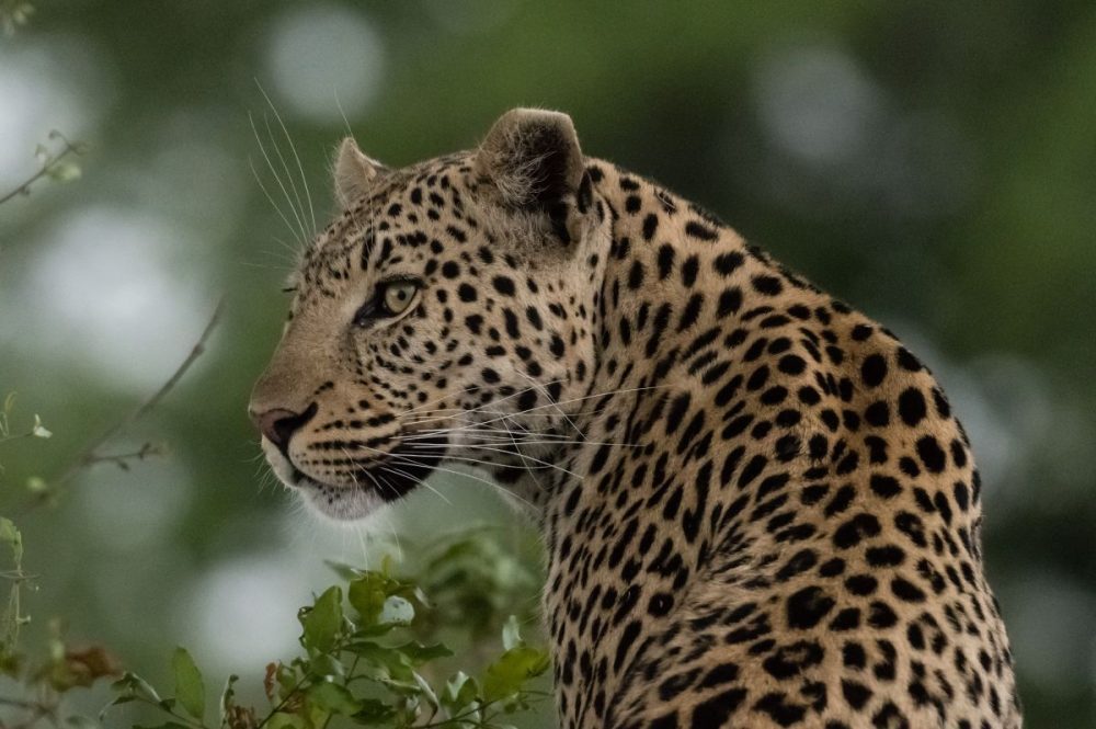 DIAMIR Erlebnisreisen - Botswana • Simbabwe - Wüstensand und Wasserwelt