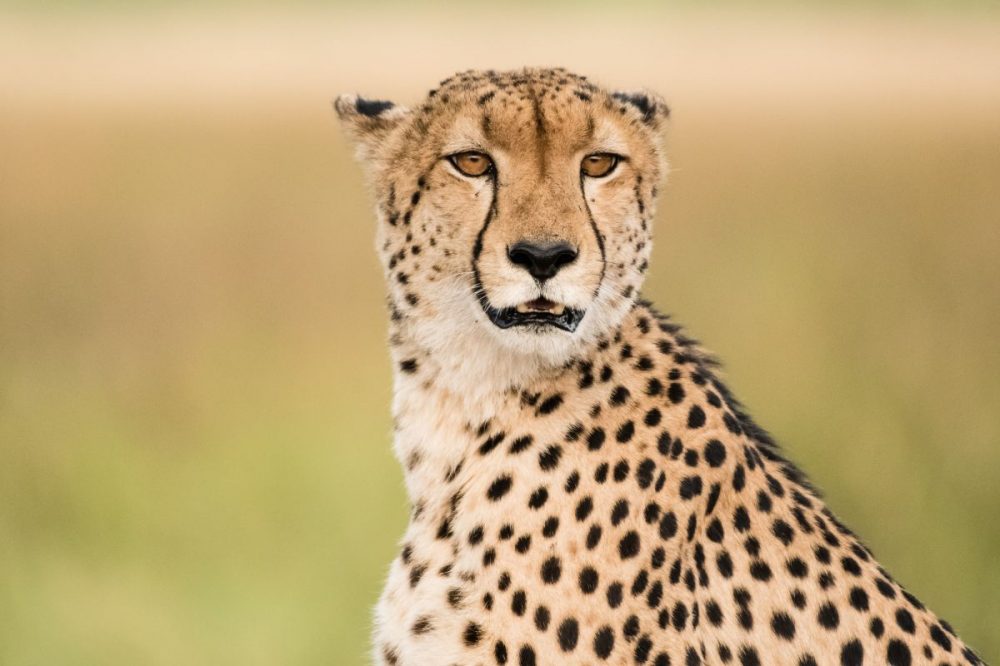 DIAMIR Erlebnisreisen - Botswana • Simbabwe - Botswana-Safari: Die Höhepunkte