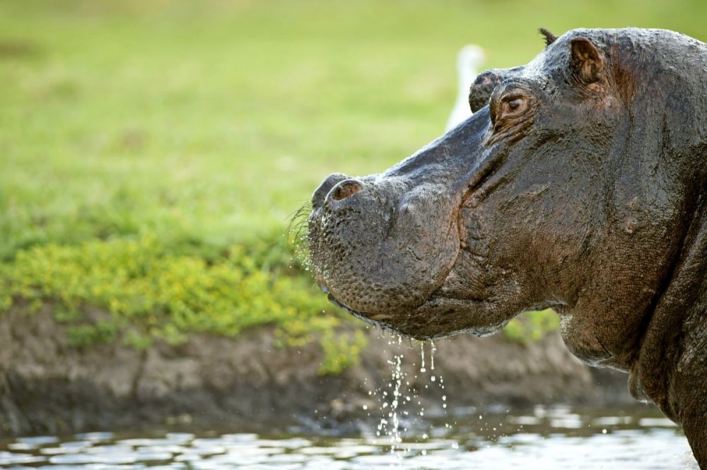 DIAMIR Erlebnisreisen - Botswana • Simbabwe - Nashornspuren, Flusspferdtümpel und Elefantenpfade