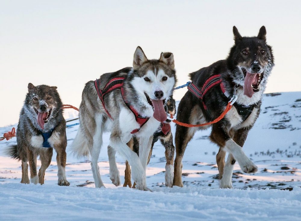 DIAMIR Erlebnisreisen - Finnland | Lappland - Husky-Wintertraum: Klassisch