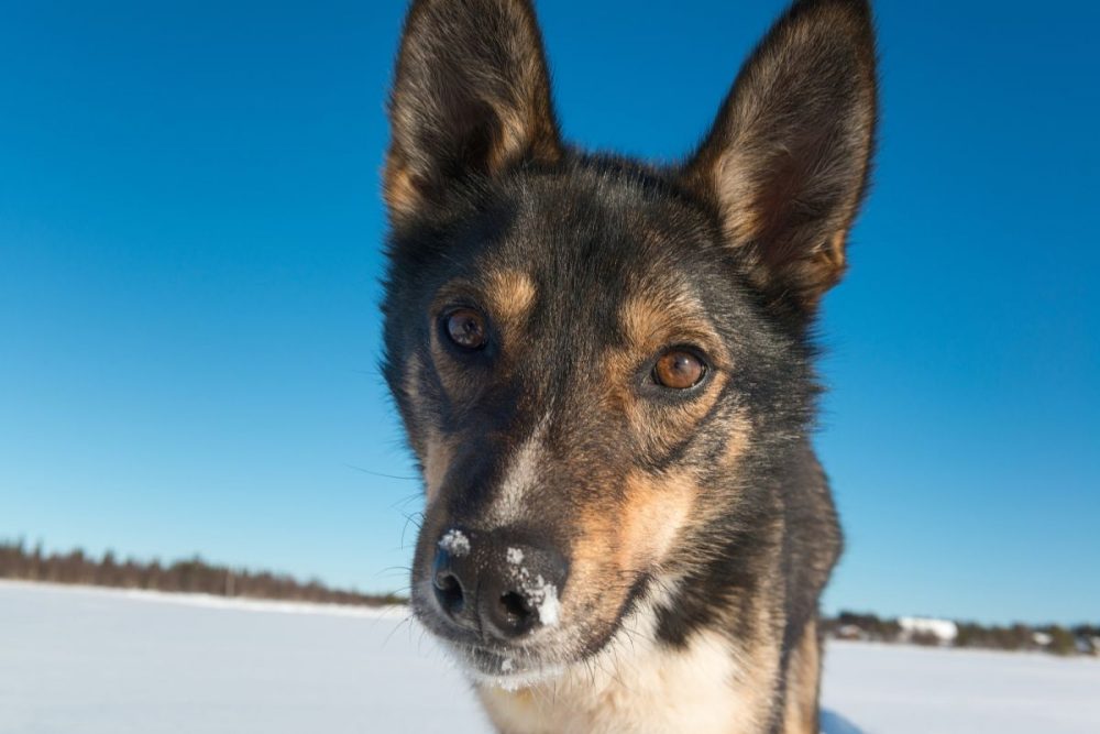 DIAMIR Erlebnisreisen - Finnland | Lappland - Husky-Wintertraum: Sportlich