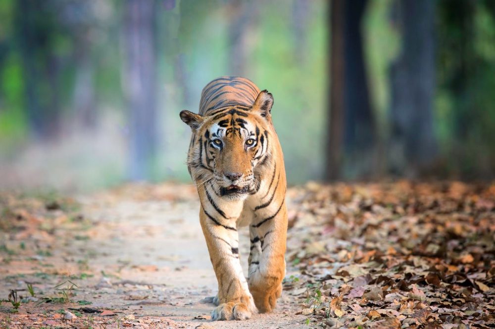 DIAMIR Erlebnisreisen - Indien | Madhya Pradesh • Maharashtra - Auf der Fährte des Tigers