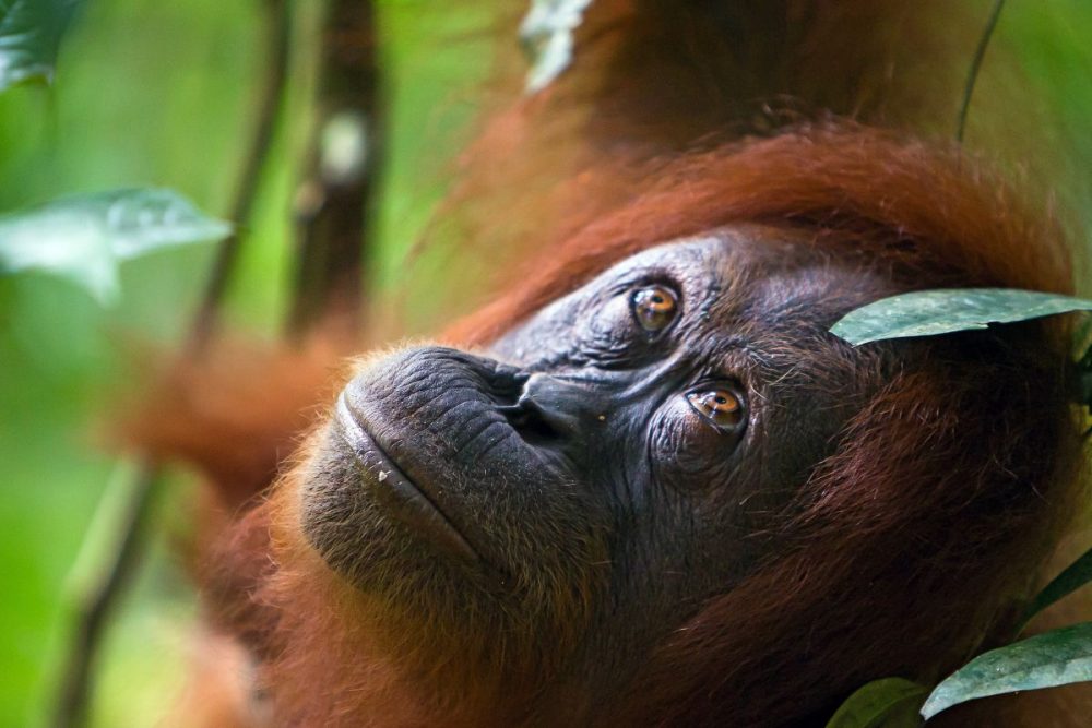 DIAMIR Erlebnisreisen - Indonesien | Borneo • Java • Bali • Komodo NP - Orang-Utans, Drachen und Vulkane