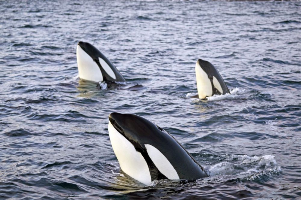 DIAMIR Erlebnisreisen - Norwegen - Segeln, Nordlichter und Wale