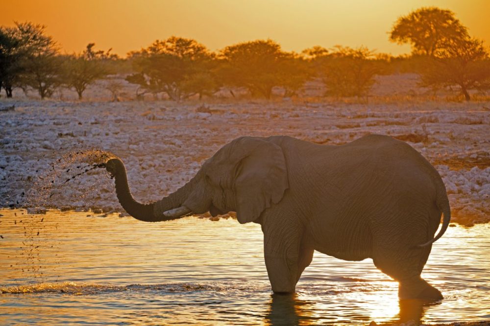 DIAMIR Erlebnisreisen - Namibia - Zwischen Sossusvlei und Etosha