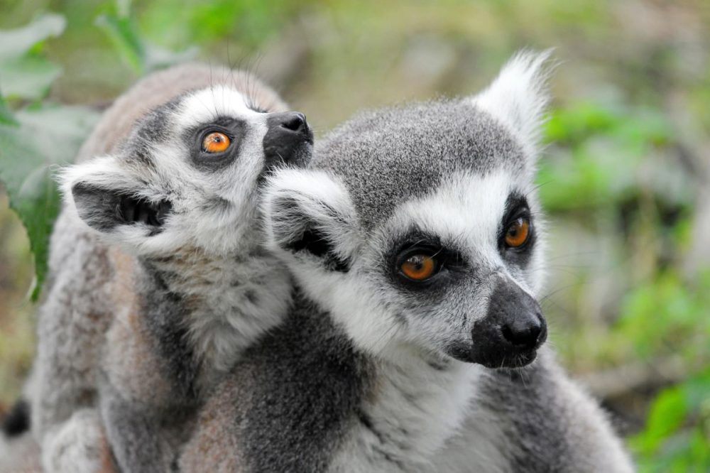 DIAMIR Erlebnisreisen - Madagaskar - Bambuslemuren und Meer
