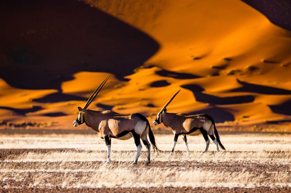 DIAMIR Erlebnisreisen - Namibia - Wüstenzauber unterm Sternenhimmel