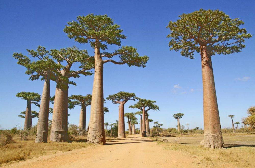 DIAMIR Erlebnisreisen - Madagaskar - Im Land der Baobabs und Tsingy