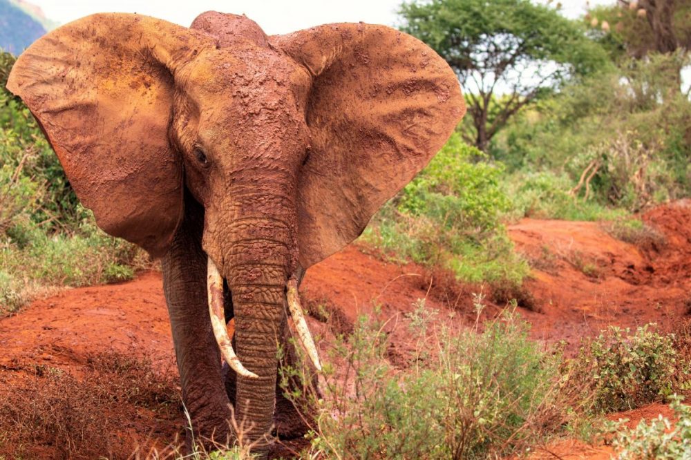 DIAMIR Erlebnisreisen - Kenia - Von der Masai Mara an den Indischen Ozean