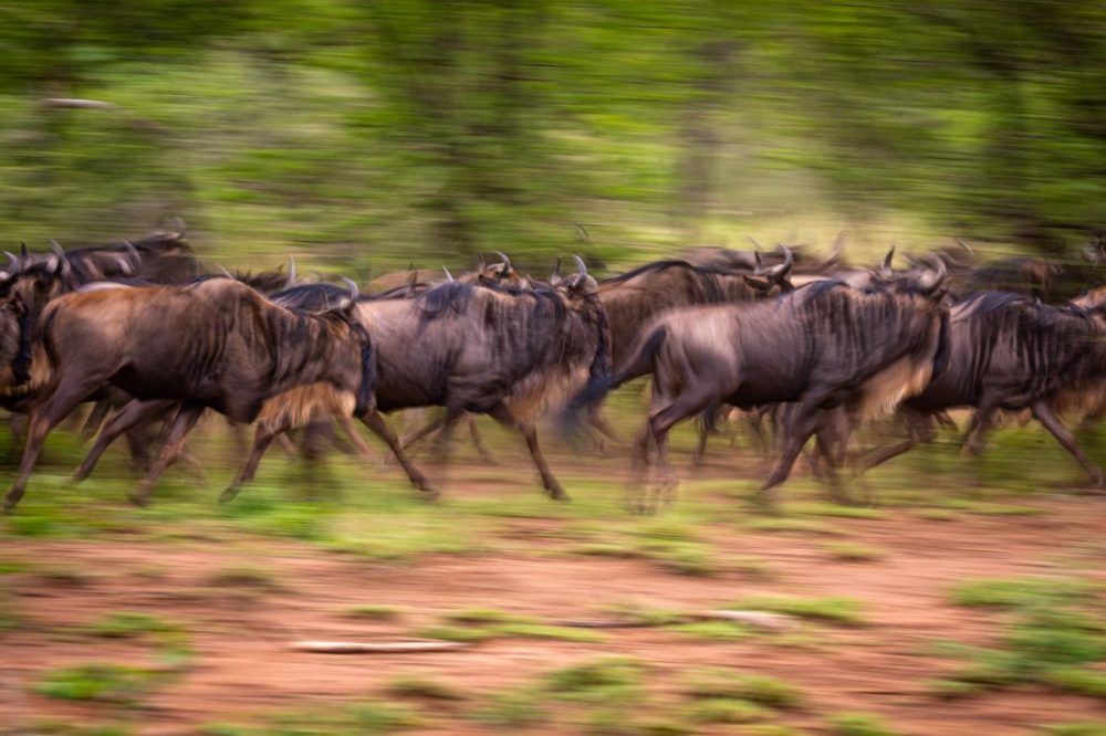 DIAMIR Erlebnisreisen - Kenia • Tansania - Auf den Spuren der großen Tierwanderung