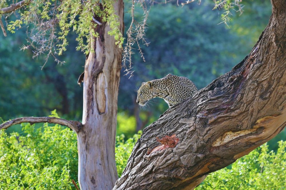 DIAMIR Erlebnisreisen - Kenia - Best of Kenya