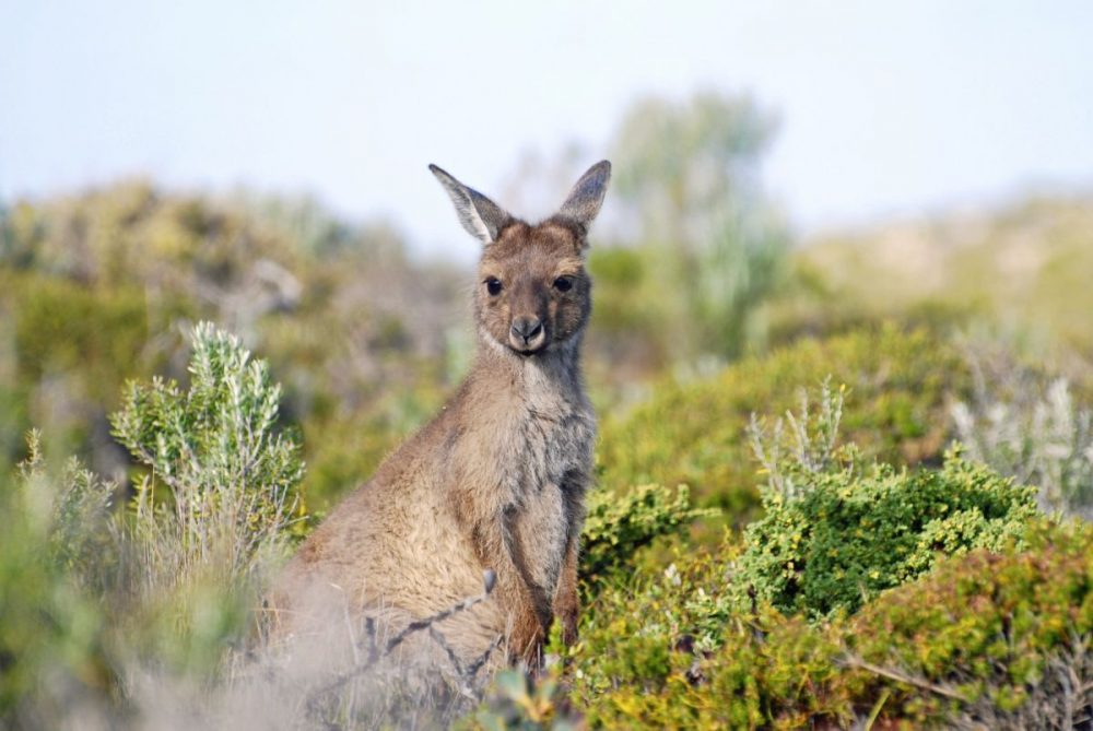 DIAMIR Erlebnisreisen - Australien | Indonesien - Auf Safari mit Kängurus und Drachen
