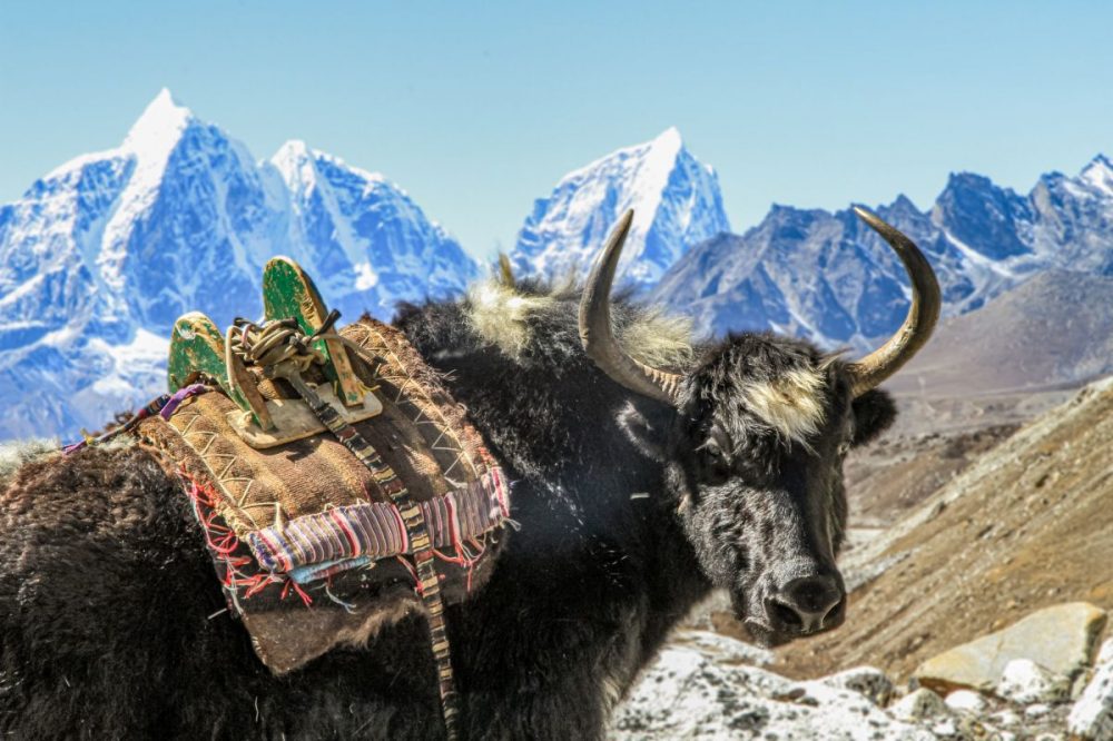 DIAMIR Erlebnisreisen - Nepal - Höher. Weiter. Wilder. Everest 3-Pässe-Trek