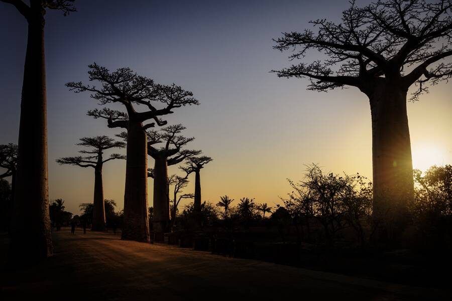 Studiosus - Madagaskar - Insel der Lemuren