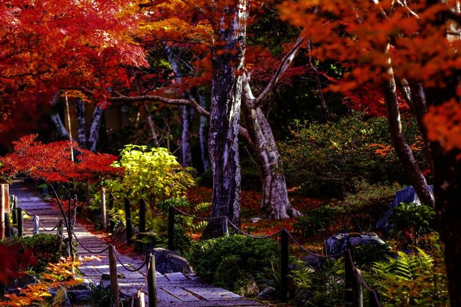 Studiosus - Japan - Herbstlaubfärbung