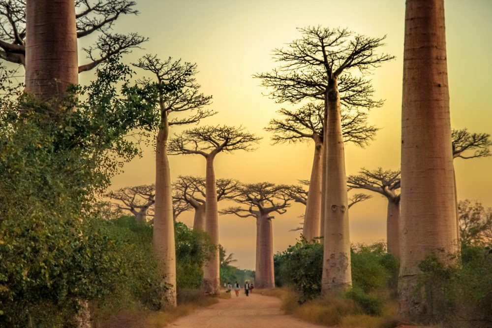 Berge & Meer - Im Land der Baobabs und Lemuren