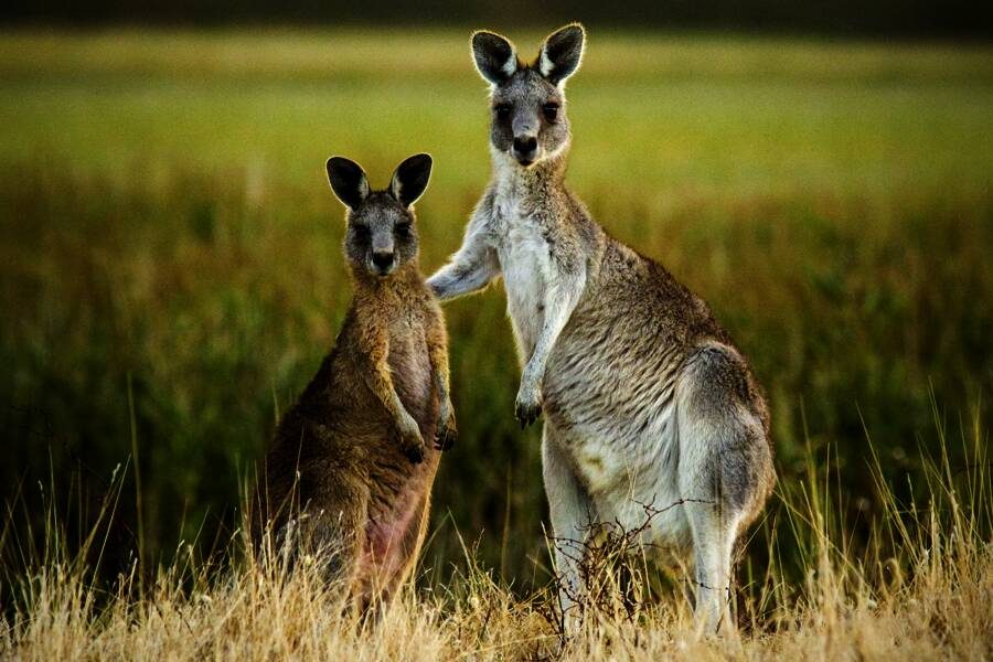 Studiosus - Australien - Höhepunkte des Kontinents