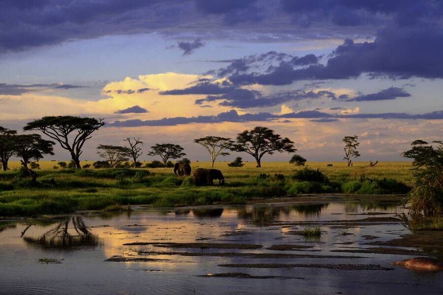 Studiosus - Tansania – Sansibar - Serengeti darf nicht sterben