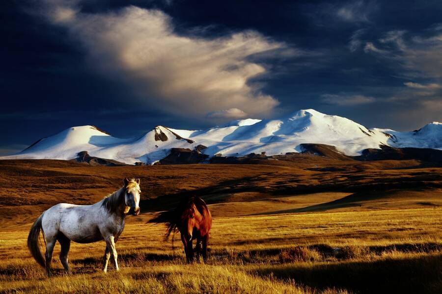 Studiosus - Mongolei - die umfassende Reise