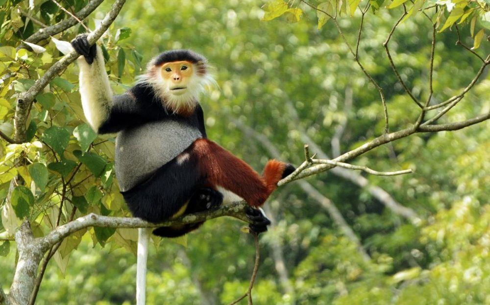DIAMIR Erlebnisreisen - Vietnam - Karsthöhlen und Kleideraffen