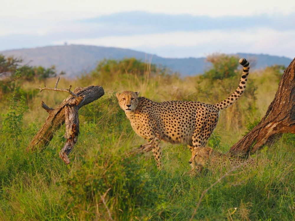 DIAMIR Erlebnisreisen - Südafrika - Tierfotografie auf Augenhöhe