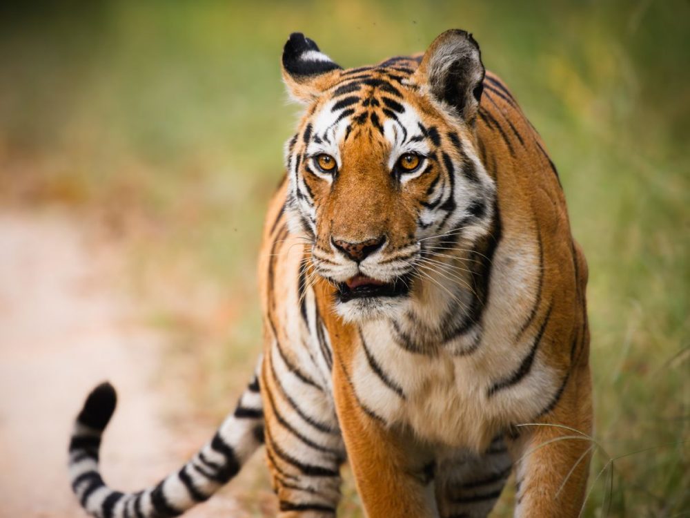 DIAMIR Erlebnisreisen - Indien - Der Tiger im Fokus
