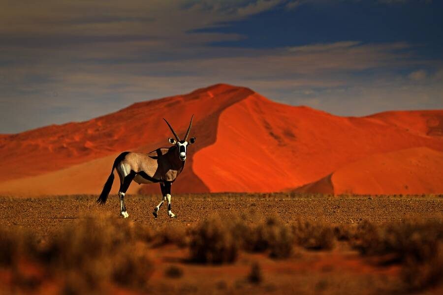 Studiosus - Namibia - die Große Namibiareise