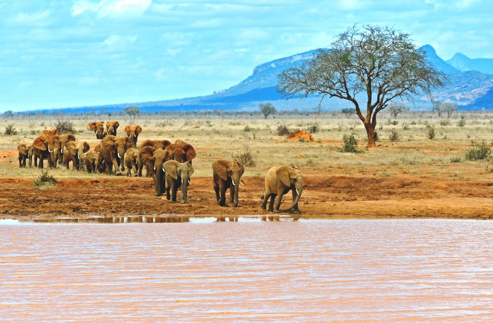 Berge & Meer - Afrikas Vielfalt erleben: Safari & Strand in Kenia
