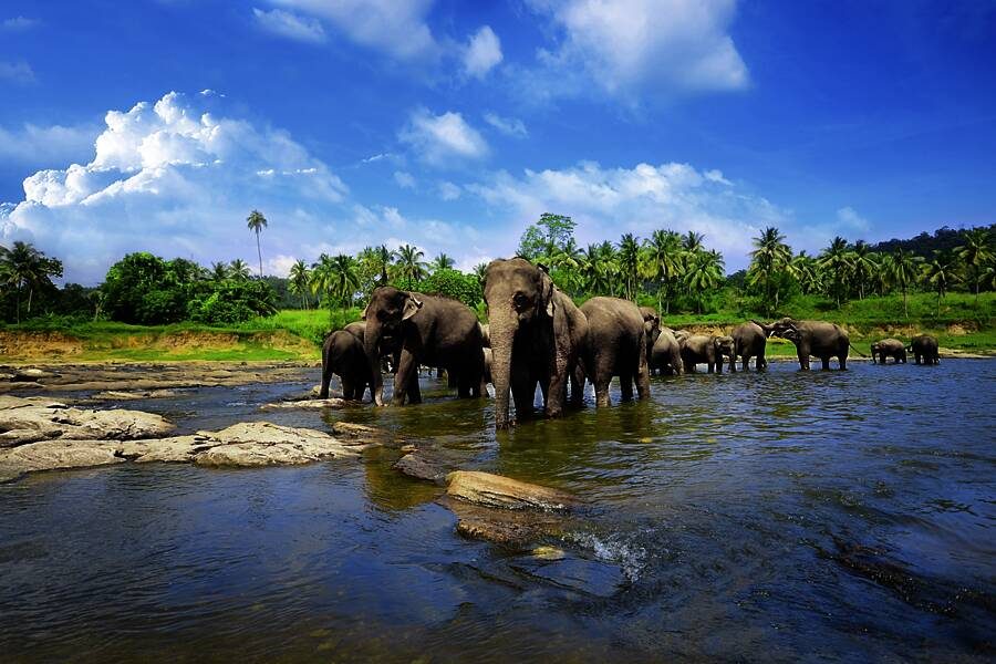 Studiosus - Sri Lanka - Teepause im Dschungelparadies