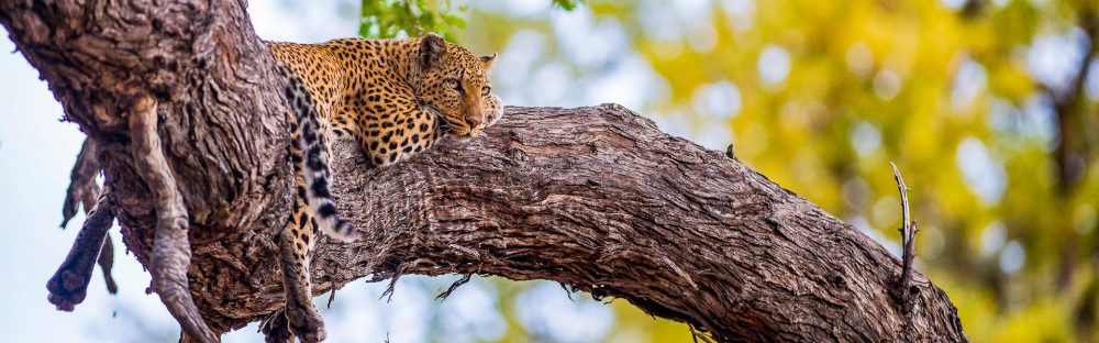 Chamäleon - Simbabwe Big Five 18 Tage Abenteuer-Reise
