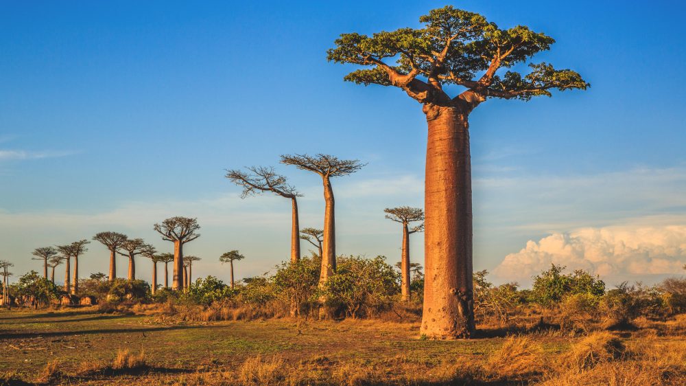 Berge & Meer - Im Land der Baobabs und Lemuren