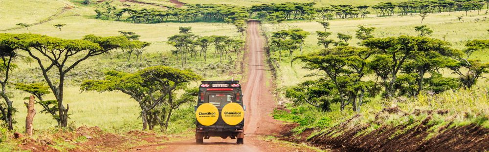 Chamäleon - Tansania Unsterbliche Serengeti 14 Tage Abenteuer-Reise