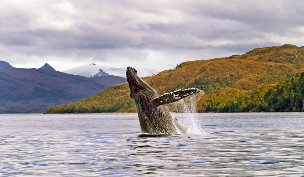 DIAMIR Erlebnisreisen - Chile | Patagonien - Wale und Pumas hautnah erleben