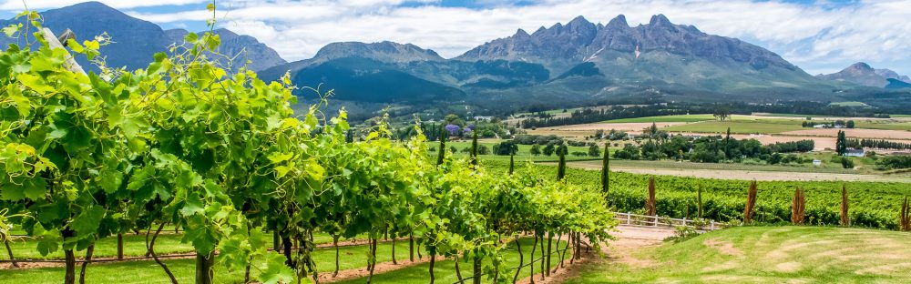 Chamäleon - Südafrika Pinotage 17 Tage Genießer-Reise
