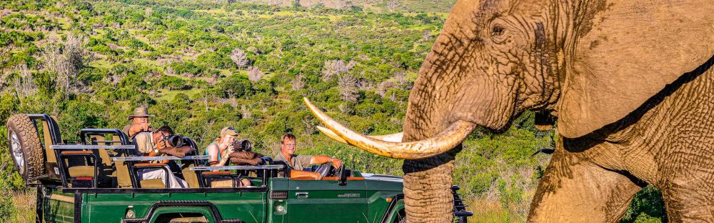 Chamäleon - Südafrika Krüger 14 Tage Erlebnis-Reise