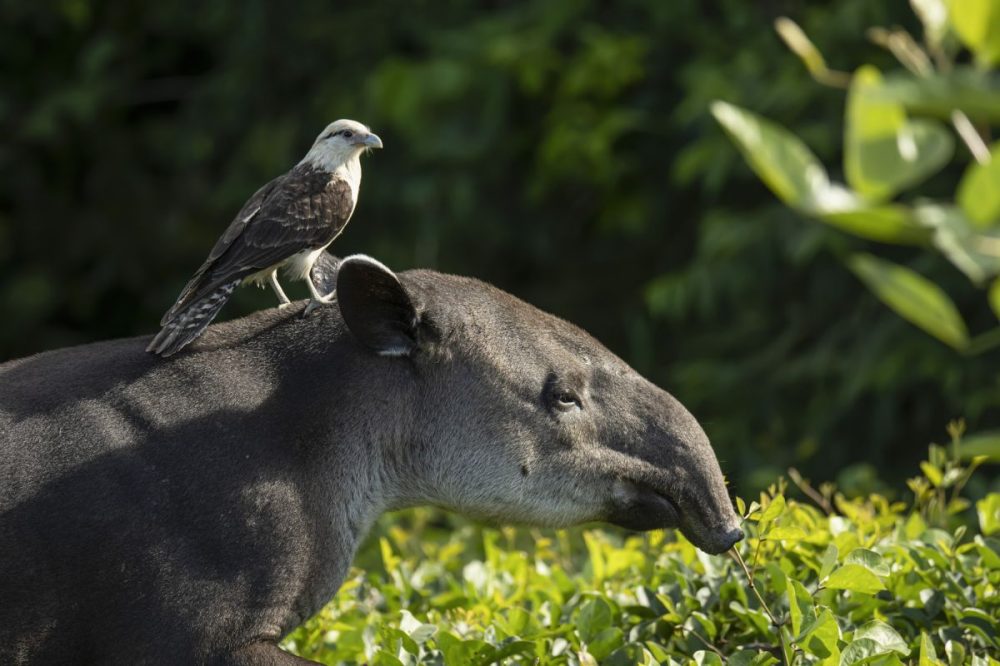 DIAMIR Erlebnisreisen - Costa Rica - Dem Tapir auf der Spur