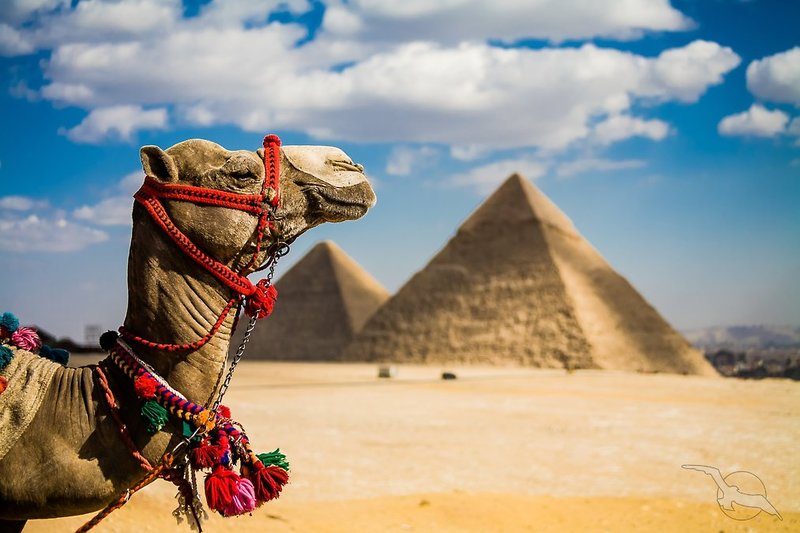 Phoenix Reisen - 2T Kairoprogramm Cheops & 7T Baden Albatros Makadi Resort