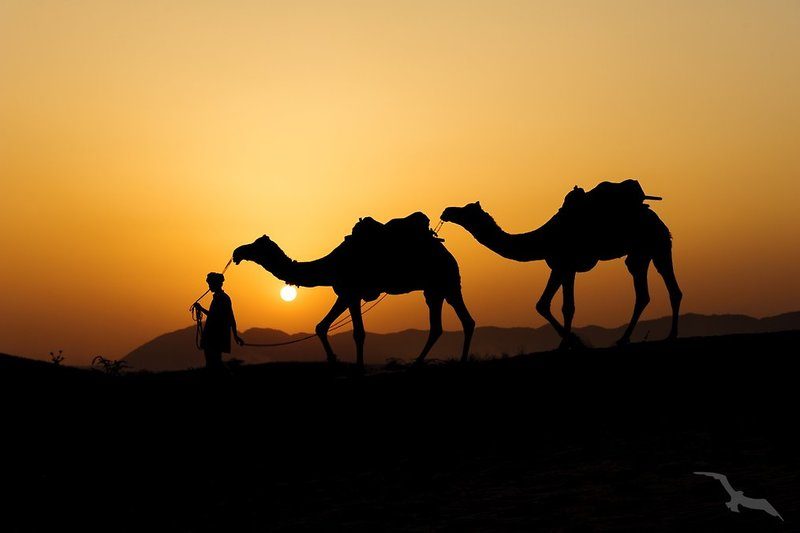 Phoenix Reisen - Ägypten Total mit Nilkreuzfahrt Memnon First-Class & Pickalbatros Citadel Resort