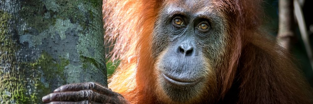 Reisen mit Sinnen - Inselmagie: Fotoreise Sumatra