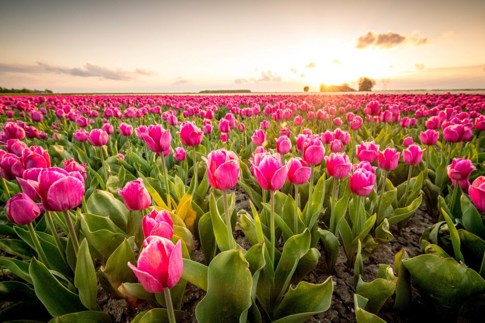 Berge & Meer - Von der Domstadt Köln zur Tulpenblüte in den Niederlanden